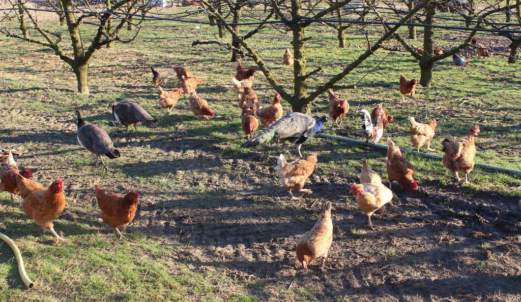 Agriturismo Perugini Panzió Cesena Kültér fotó